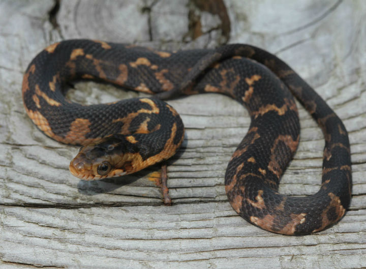 Broadbanded Water Snake